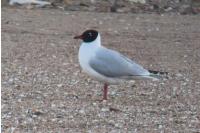 Ichthyaetus melanocephalus