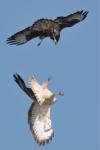 Buteo buteo