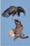 Buteo buteo