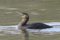 Phalacrocorax carbo