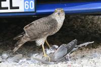 Accipiter nisus