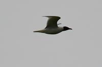 Ichthyaetus melanocephalus