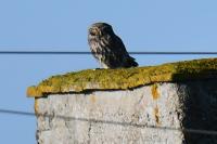Athene noctua