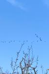 Phalacrocorax carbo