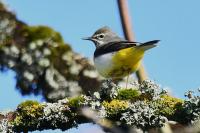Motacilla cinerea