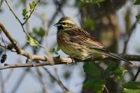 Emberiza cirlus
