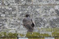 Falco peregrinus