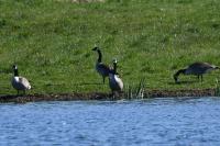 Branta canadensis