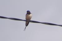 Hirundo rustica