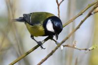 Parus major