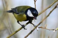 Parus major