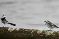 Motacilla alba