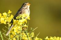 Emberiza calandra