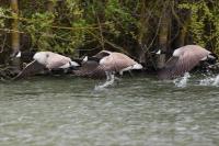 Branta canadensis