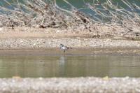 Charadrius dubius