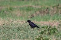 Corvus corone