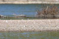 Motacilla alba