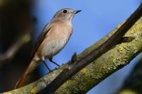 Phoenicurus phoenicurus