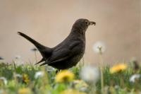 Turdus merula