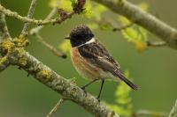 Saxicola rubicola