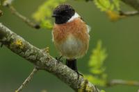 Saxicola rubicola
