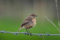 Saxicola rubicola