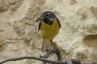 Motacilla cinerea