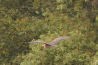 Ardea purpurea
