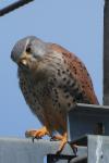 Falco tinnunculus