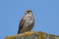 Falco tinnunculus