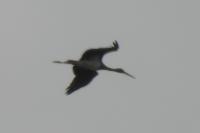 Ciconia nigra