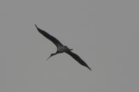 Ciconia nigra