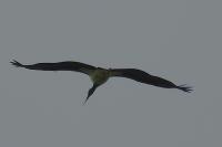 Ciconia nigra