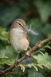 Phylloscopus collybita