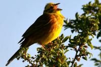 Emberiza citrinella