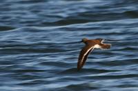 Actitis hypoleucos