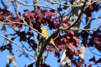 Emberiza citrinella