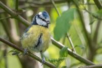 Cyanistes caeruleus