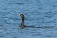 Phalacrocorax carbo
