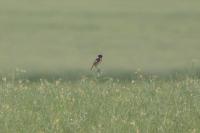 Saxicola rubicola
