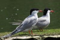 Sterna hirundo