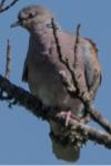 Streptopelia turtur