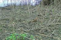 Gallinago gallinago