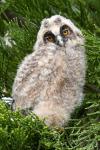 Asio otus