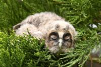 Asio otus