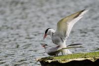 Sterna hirundo