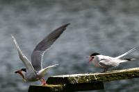 Sterna hirundo