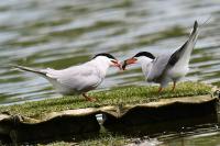 Sterna hirundo