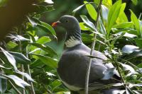 Columba palumbus