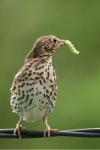 Turdus philomelos